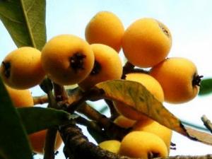 枇杷果有什么功效？枇杷果止咳最好