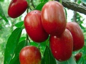 紅棗吃多了會(huì)怎么樣？紅棗吃多了好嗎