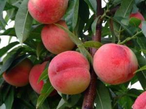 吃桃子有什么好處?桃子的功效與作用