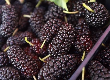 ������xɣ�أ���ɣ�ص�ʳ�ý���