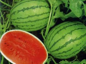 吃西瓜會上火嗎？吃西瓜會發胖嗎