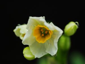 水仙花對家居環境的影響-水仙花的風水學應用