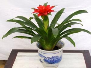 鴻運當頭的介紹-鴻運當頭對家居環境的影響