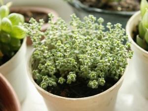 姬星美人與家居風格的搭配-姬星美人的風水學應用