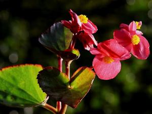秋海棠與家居風格的搭配-秋海棠在家居中的作用
