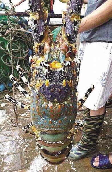 �㽭�؎X������1���L�����r����60�f�I��