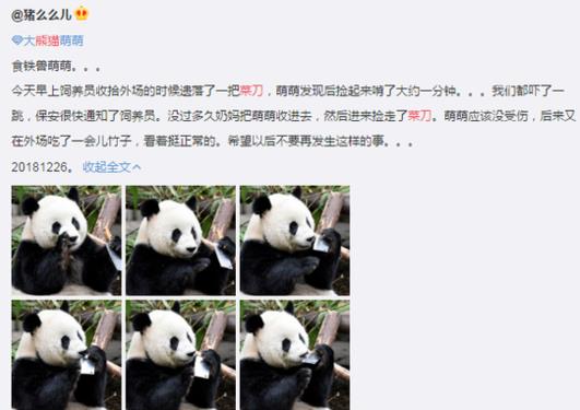 成都大熊貓玩飼養員遺忘的菜刀 嚇壞圍觀游客 繁育研究基地回應