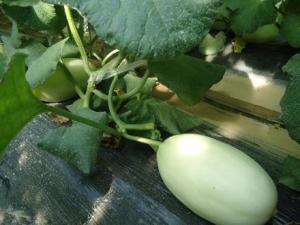 哺乳期能吃香瓜嗎?哺乳期吃香瓜有什么好處