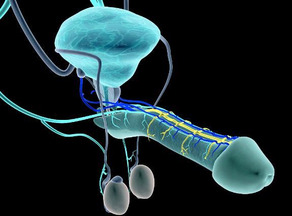 ���ԵĶ�����ʲô���ӵĈDƬ�����������ӵĲ����L���Ƕ�������