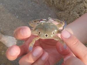 紅星梭子蟹的營養(yǎng)價(jià)值-紅星梭子蟹的做法