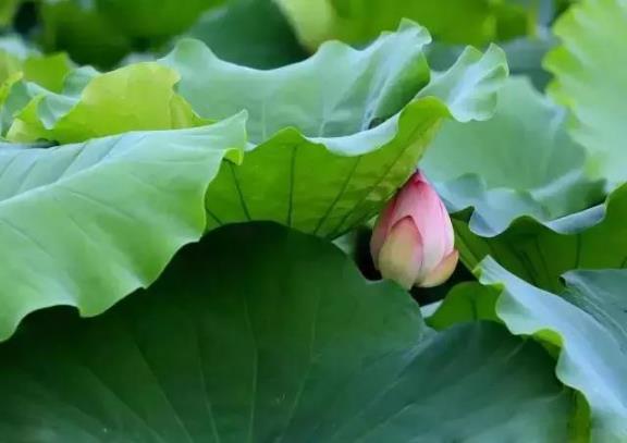 端午節粽子葉用什么葉子?原來這么多葉子都可以包粽子