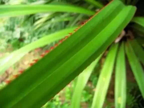 端午節粽子葉用什么葉子?原來這么多葉子都可以包粽子