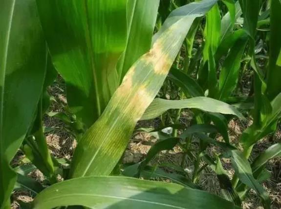 端午節粽子葉用什么葉子?原來這么多葉子都可以包粽子