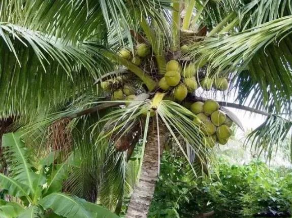 端午節粽子葉用什么葉子?原來這么多葉子都可以包粽子