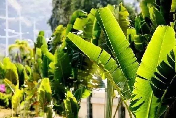 端午節粽子葉用什么葉子?原來這么多葉子都可以包粽子