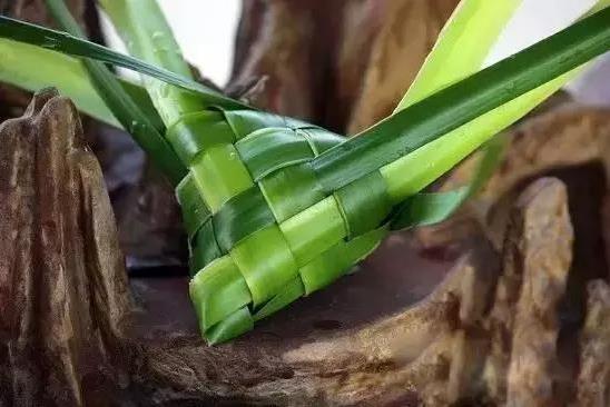 端午節粽子葉用什么葉子?原來這么多葉子都可以包粽子