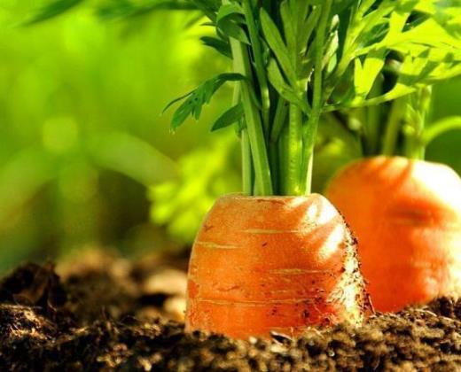 ���}��֭�����ĺ�߀����ĺã����}��֭�ӟ���ƉĠI�B��