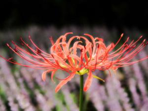 曼陀羅花有毒嗎？家里有寶寶能養曼陀羅花嗎？