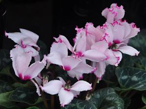 家里有孕婦能養(yǎng)仙客來(lái)嗎？仙客來(lái)有毒嗎？