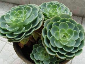 家里有寶寶能養(yǎng)觀音蓮嗎？觀音蓮的養(yǎng)殖方法