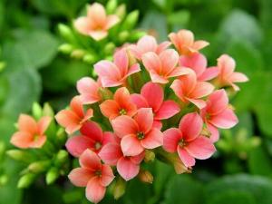 家里有寶寶能養長壽花嗎？長壽花的養殖方法