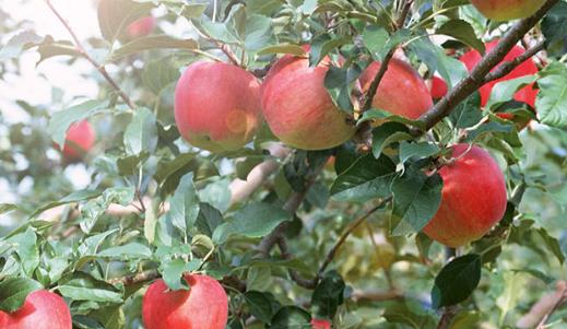 什么時(shí)候吃蘋果最減肥?什么時(shí)候吃蘋果可以減肥