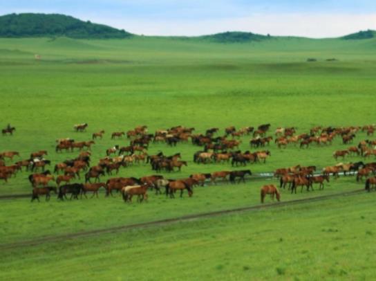 中國十大最美草原排行榜,伊犁草原、呼倫貝爾草原四季風(fēng)光景色宜人