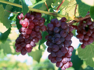 提子和葡萄的區別-孕婦能吃葡萄嗎？