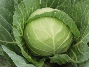 經(jīng)常吃甘藍有什么好處？甘藍的功效與作用