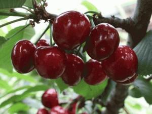 車厘子的營養價值-車厘子的功效與作用