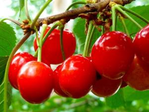 櫻桃的營養價值-櫻桃的功效與作用