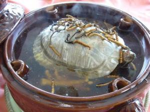 喝甲魚血能治陽(yáng)痿嗎？吃甲魚血的好處