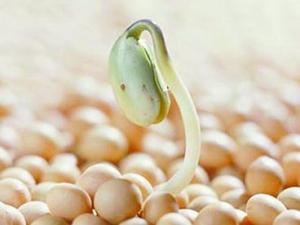 常吃豆類食品的好處-各種豆類的營養價值
