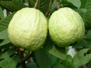 吃番石榴有什么好處？番石榴的功效與作用