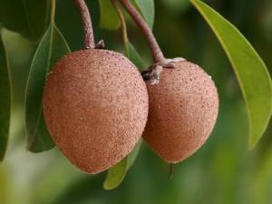 人心果怎么吃?人心果的功效與作用營養成分