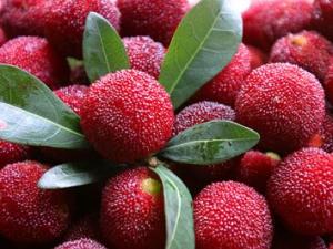 吃楊梅的營養(yǎng)價(jià)值、功效與作用、食用禁忌