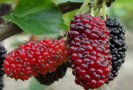 ɣ�صĠI�B(y��ng)�rֵ����Ч�c���ü�ʳ�ý���