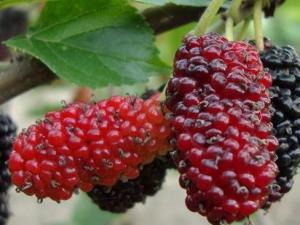 桑葚的營養價值、功效與作用及食用禁忌