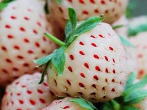 菠蘿莓的營(yíng)養(yǎng)價(jià)值、功效與作用、食用禁忌