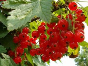 醋栗的營養價值-醋栗的功效與作用