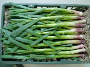 蒜苗怎么做好吃?蒜苗的營(yíng)養(yǎng)價(jià)值、功效與作用