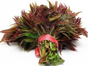 吃香椿好嗎？香椿的營養價值