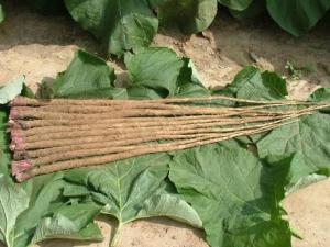 吃牛蒡好嗎？牛蒡的營養(yǎng)價值、功效與作用