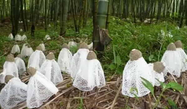 ���p�Lʲô���ӵĈDƬ ���p����Щ��Ч�c����