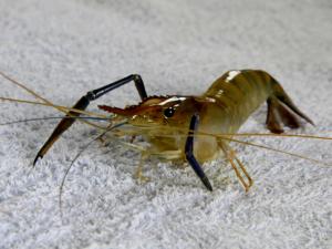 河蝦和龍蝦怎么洗？怎么進行河蝦的冷凍處理