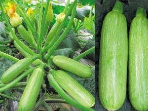 西葫蘆怎么做好吃？怎么炒西葫蘆不出湯