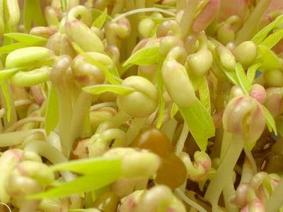 食品安全:如何鑒別化肥浸泡過的豆芽