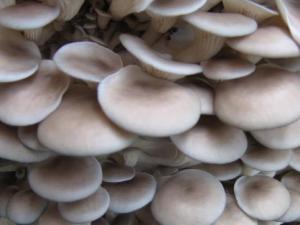 怎樣清洗平菇最干凈？平菇的清洗方法