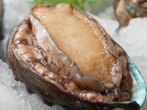 如何挑選優質鮑魚?鮑魚的挑選方法