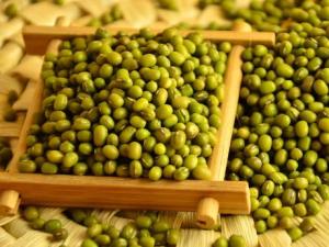 怎樣識別綠豆的好壞？如何挑選優質綠豆
